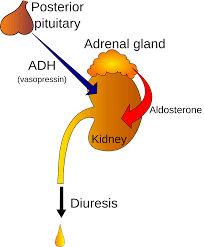 Caffeine & Diuresis