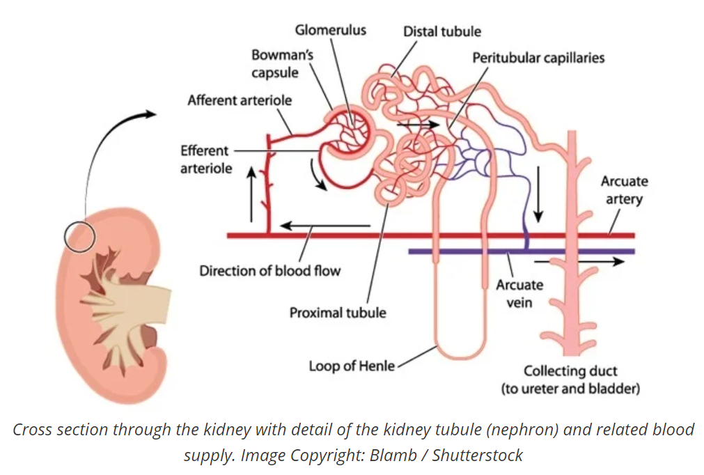 Caffeine & Diuresis