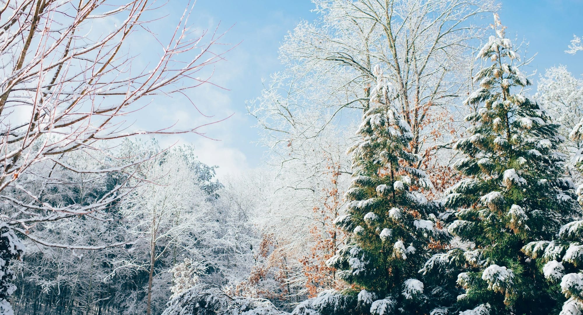 Orphan Drugs and Their Market Implications